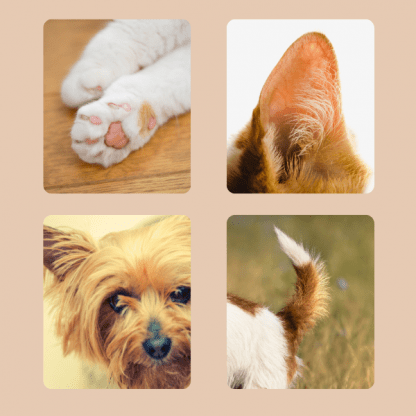 Mini zastrihávač pre domáce zvieratá – PawPerfect